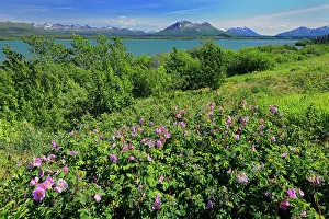 Roses Prints: Roses along the Haines Road Haines Road north of Haines Junction Yukon Canada