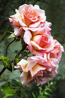 Roses, Snowshill, Gloucestershire, UK