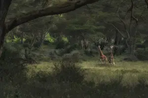 Nakuru Prints: Rothschild giraffes (Giraffa camelopardalis rothschildi) in Lake Nakuru National Park