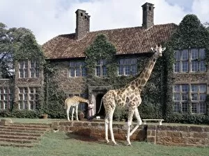 Safari Lodge Gallery: Rothschild giraffes at The Giraffe Manor on the outskirts of Nairobi