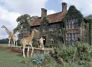 Rothschild giraffes at The Giraffe Manor on the outskirts of Nairobi