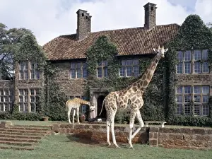 Rothschild giraffes at The Giraffe Manor on the outskirts of Nairobi
