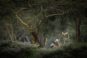 Nakuru Prints: Rothschild giraffes in Lake Nakuru National Park, Kenya