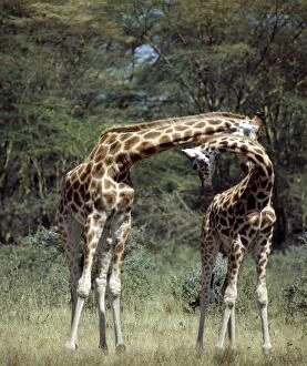 Game Reserve Collection: Two Rothschild giraffes neck in Lake Nakuru National Park