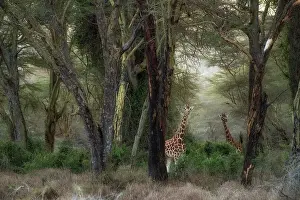 Rainy Season Prints: Rothschild's giraffe (Giraffa camelopardalis rothschildi)