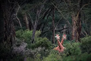 Rift Valley Prints: Rothschild's giraffe (Giraffa camelopardalis rothschildi) in Lake Nakuru National Park