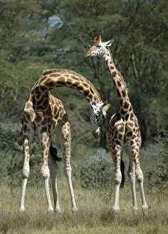 M Ammals Collection: Rothschilds Giraffes necking