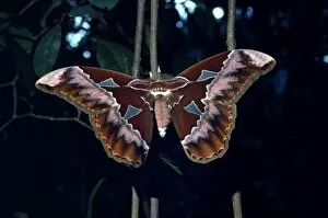 Amazon Collection: Rothschilds moth