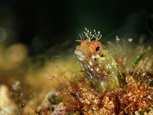Chaenopsidae Prints: Roughhead Blenny (Acanthemblemaria aspera)