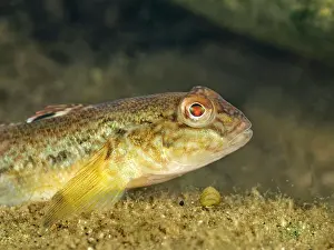 Invasive Species Prints: Round Goby (Neogobius melanostomus), Otonobee River, Peterborough, Ontario, Canada