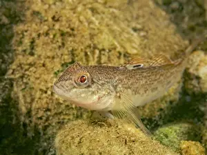 Invasive Species Prints: Round Goby (Neogobius melanostomus), Otonobee River, Peterborough, Ontario, Canada