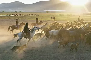 Images Dated 26th July 2022: Rounding up Yilki horses, Cappadocia, Nevsehir Province, Central Anatolia, Turkey