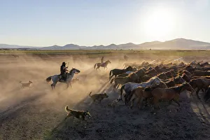 Rounding up Yilki horses, Cappadocia, Nevsehir Province, Central Anatolia, Turkey