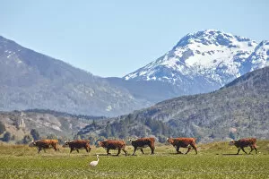 Images Dated 20th January 2022: A row of cows and a flamingo in the Laguna Terraplen valley, Trevelin, Chubut, Patagonia, Argentina