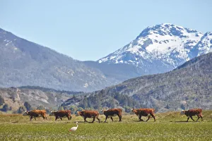 Images Dated 20th January 2022: A row of cows and a flamingo in the Laguna Terraplen valley, Trevelin, Chubut, Patagonia, Argentina