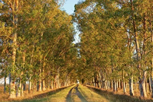 Images Dated 27th April 2023: A row of eucalyptus trees at the entrance of an estancia in the Argentine pampas at sunset