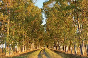 A row of eucalyptus trees at the entrance of an estancia in the Argentine pampas at sunset, Buenos Aires province, Argentina