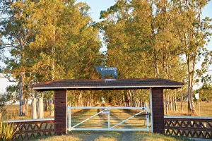 Images Dated 27th April 2023: A row of eucalyptus trees at the entrance of the estancia 'Villa Eugenia' in the Argentine pampas