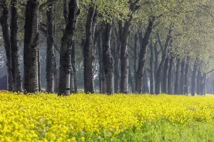 Avenue Prints: A row of trees and yellow flowers, North Holland, Netherlands
