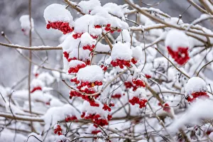 Hedge Prints: Rowan berries in the snow at Engenhahn im Taunus, Niedernhausen, Hesse, Germany