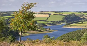 Exmoor Prints: Rowan Tree on Haddon Hill, overlooking Wimbleball Lake, Exmoor, Somerset, England