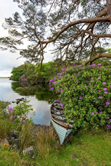 Rhododendron Prints: Rowing boat at lough fee on the renvyle peninsula