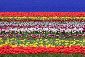 Tulip Prints: Rows of colourful tulips and hyacinths, Lisse, North Holland, Netherlands