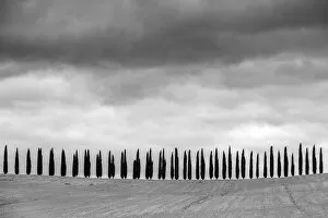 Black and White Gallery: Rows of cypress trees at Agritourismo di Poggio Covili, Castiglione d Orcia, Val