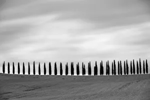 Rows of cypress trees at Agritourismo di Poggio Covili, Castiglione d Orcia, Val