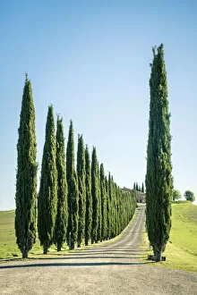 Rows of cyprus trees at Agritourismo Poggio Covili, Castiglione d Orcia, Val