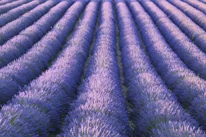Rows of Lavender field (Lavendula augustifolia), Valensole, Plateau de Valensole, Alpes-de-Haute-Provence