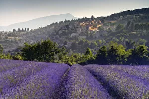 Rows of Lavender in front of mountain village Aurel, Vaucluse, Provence, Provence-Alpes-Cote d'Azur