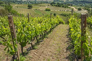 View From Above Prints: Rows of vines with a red tractor in the middle of the countryside. Abruzzo, Italy