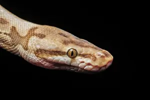 Snake Prints: Royal Python (Python regius) - captive bred Spider Ball Python Morph, Ontario, Canada