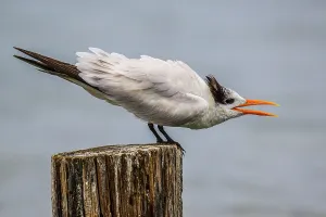Seabirds Prints: Royal tern (Thalasseus maximus) fledgling begging, Grand Cayman- East End, Cayman Islands