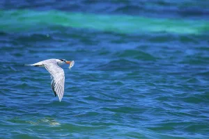 Moving Prints: Royal tern (Thalasseus maximus) hunting