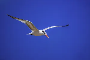 Moving Prints: Royal tern (Thalasseus maximus) hunting