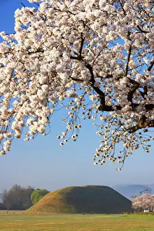Royal Tombs Prints: Royal tombs of Inwang-dong (UNESCO World Heritage Site) and cherry blossom