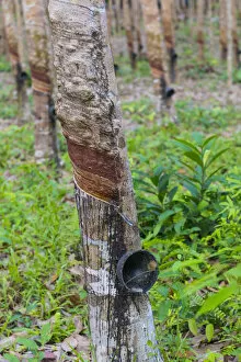 Images Dated 5th February 2018: Rubber trees, Ko Kut, nr. Ko Chang, Thailand