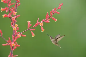 Barn Prints: Ruby throated hummingbird (Archilochus colubris), Rio Grande City, Texas, USA