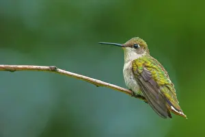 Hummingbird Prints: Ruby-throated Hummingbird (Archilochus colubris) female, Ontario, Canada