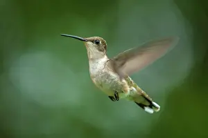 Hummingbird Prints: Ruby-throated Hummingbird (Archilochus colubris) female, Ontario, Canada