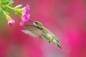 Hummingbird Prints: Ruby-throated Hummingbird (Archilochus colubris) female, Ontario, Canada