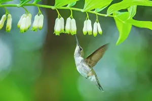 Hummingbird Prints: Ruby-throated Hummingbird (Archilochus colubris) female, Ontario, Canada