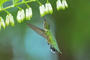Blossoms Prints: Ruby-throated Hummingbird (Archilochus colubris) female, Ontario, Canada