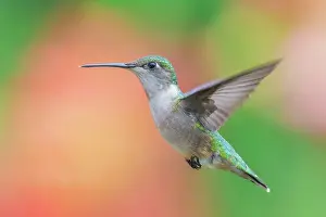 Simcoe County Prints: Ruby-throated Hummingbird (Archilochus colubris) female, Ontario, Canada