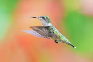 Simcoe County Prints: Ruby-throated Hummingbird (Archilochus colubris) female, Ontario, Canada