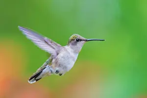 Simcoe County Prints: Ruby-throated Hummingbird (Archilochus colubris) female, Ontario, Canada