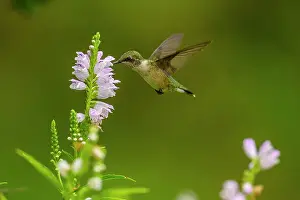 Attracting Wildlife Prints: Ruby-throated hummingbird (Archilochus colubris) Foraging for nectar in garden flowers