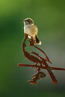 Perching Prints: Ruby throated hummingbird (Archilochus colubris) Immature male